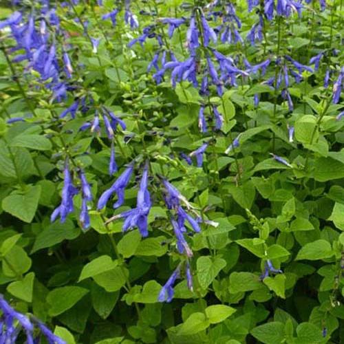 Salbei Blue Enigma