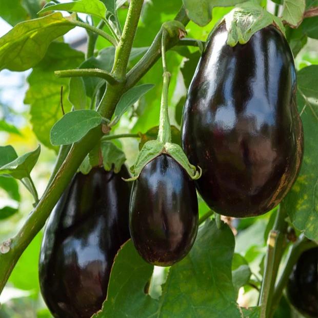 Aubergine Bonica F1