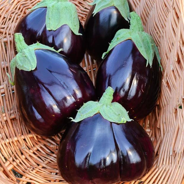 Aubergine Black Beauty