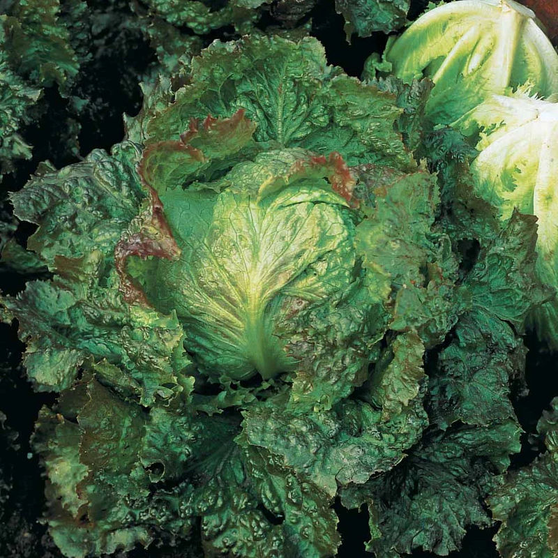 Bataviasalat Mischung (Blonde de Paris,Rouge grenobloise, Dorée de p)