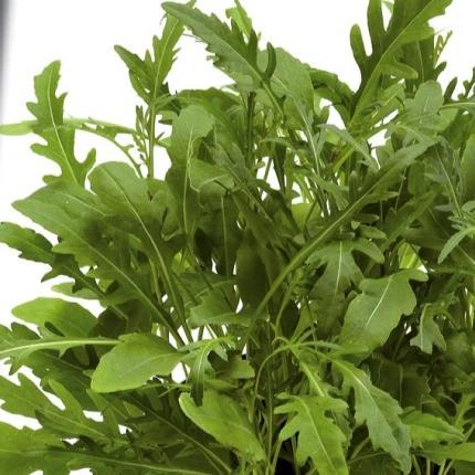 Sylvetta Wilde Rauke (Wild Rocket)