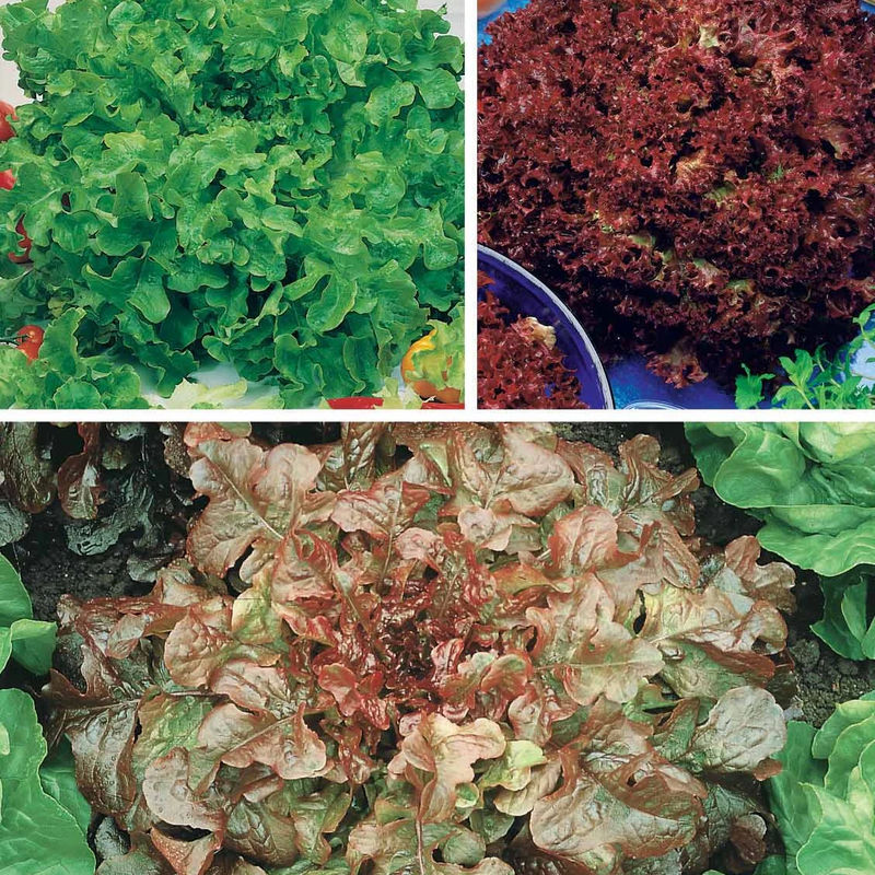 Schnittsalat Mischung (Eichblatt, Lollo Rossa, Red Sala)