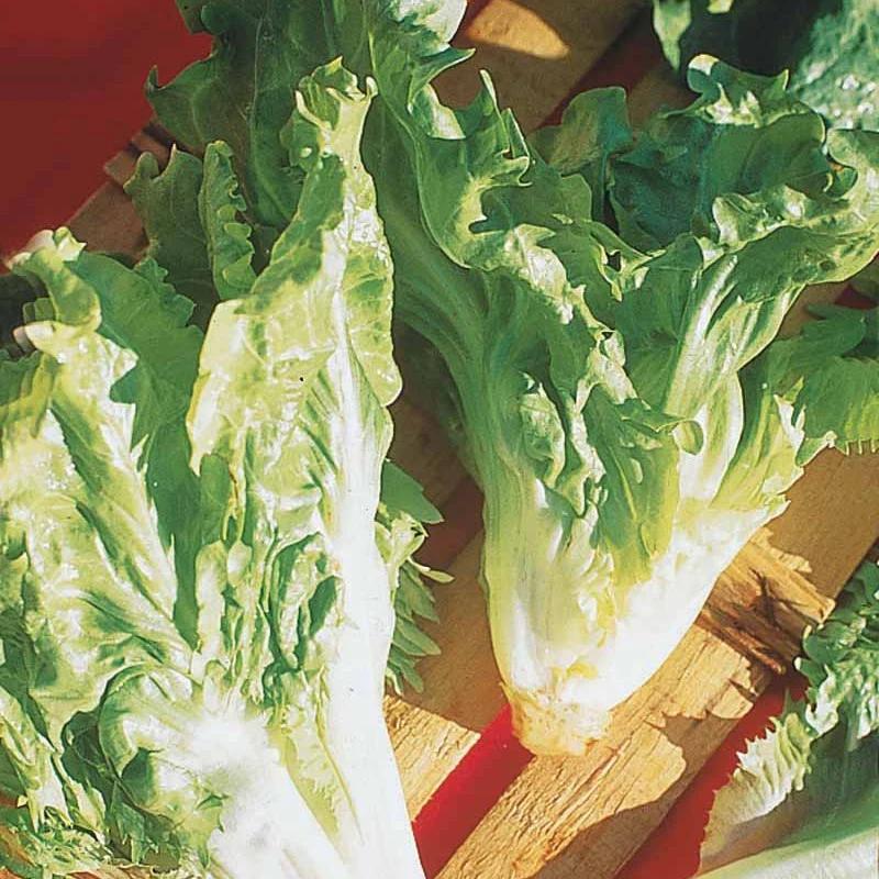 Endiviensalat Cornet d'Anjou