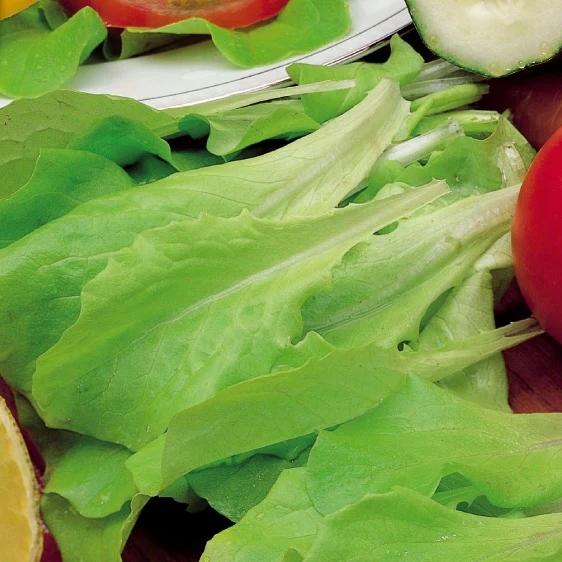 Blonder Schnittsalat Verbessert Witte Dunsel