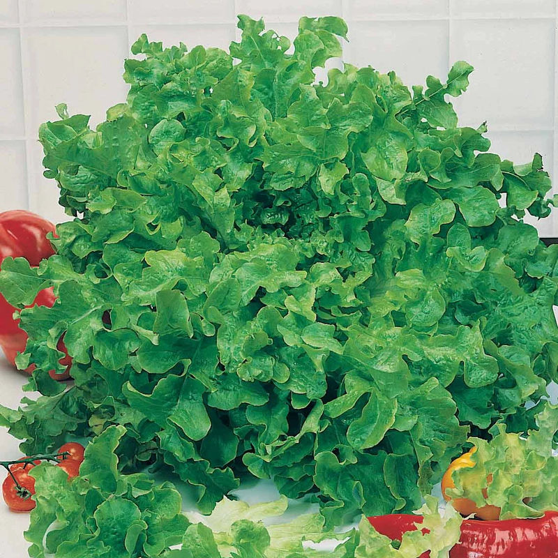 Eichblattsalat