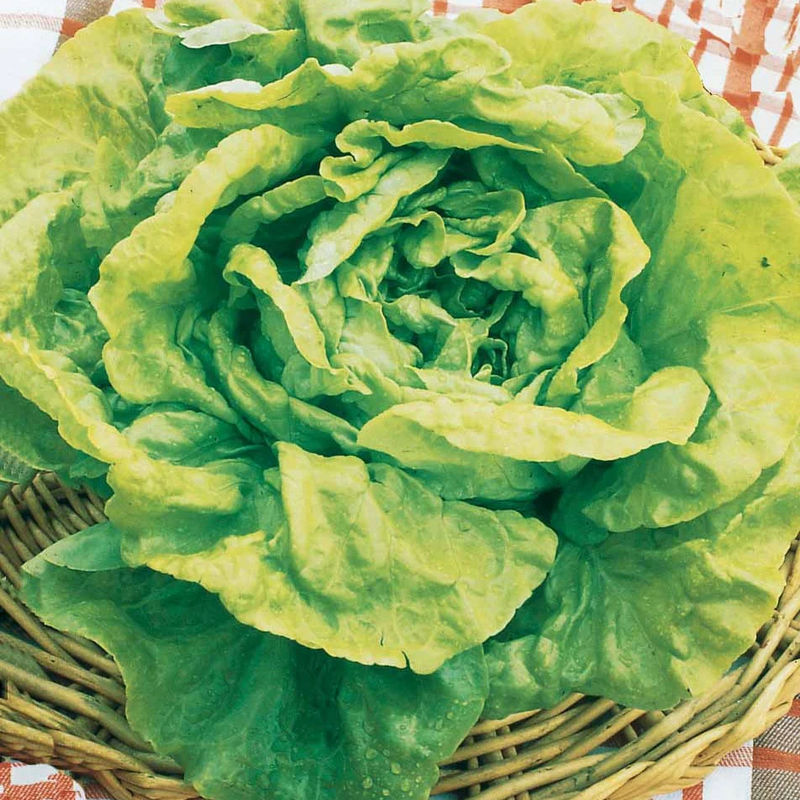 Kopfsalat Gotte Jaune d'Or
