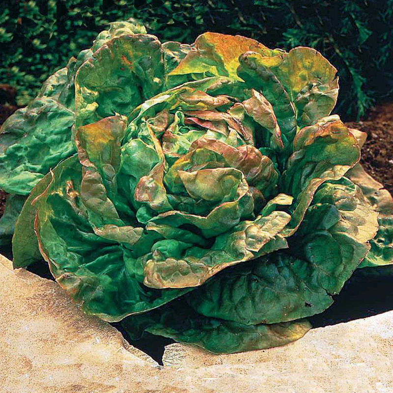 Kopfsalat De Trémont (Passion rosée)