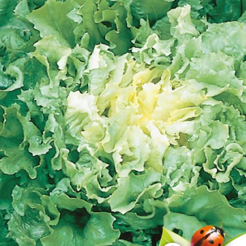 Endiviensalat Grosse gelockte Nuance Bio