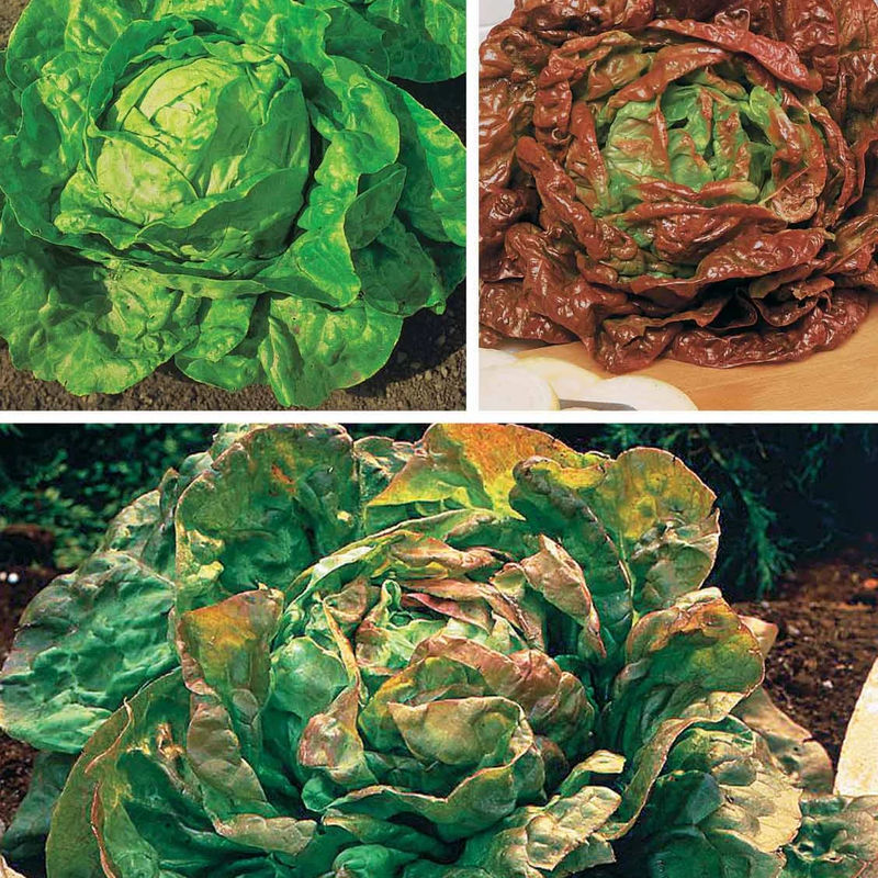 6-Monats-Salatkollektion (Grosse blonde, Tremont, Merveille des 4)