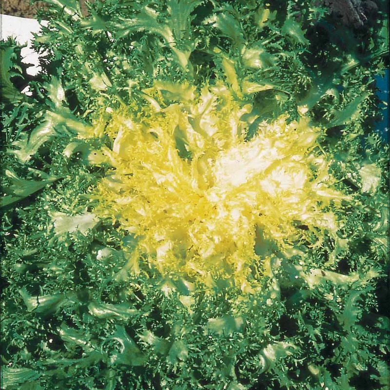 Krausblättriger Endiviensalat Grosse Pommant allein