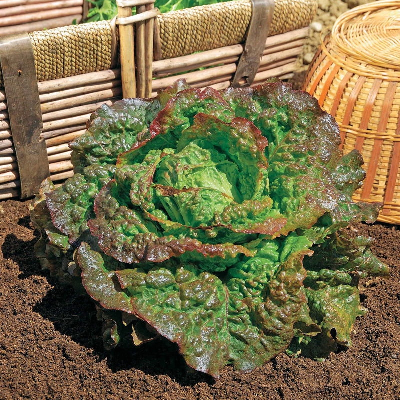 Roter Kopfsalat Grenobloise