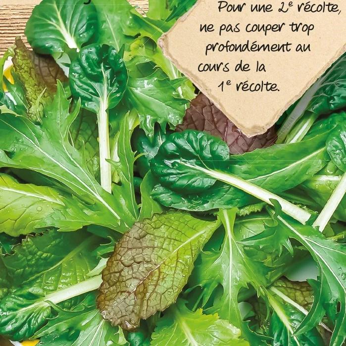 Geschnittener Kopfsalat mix