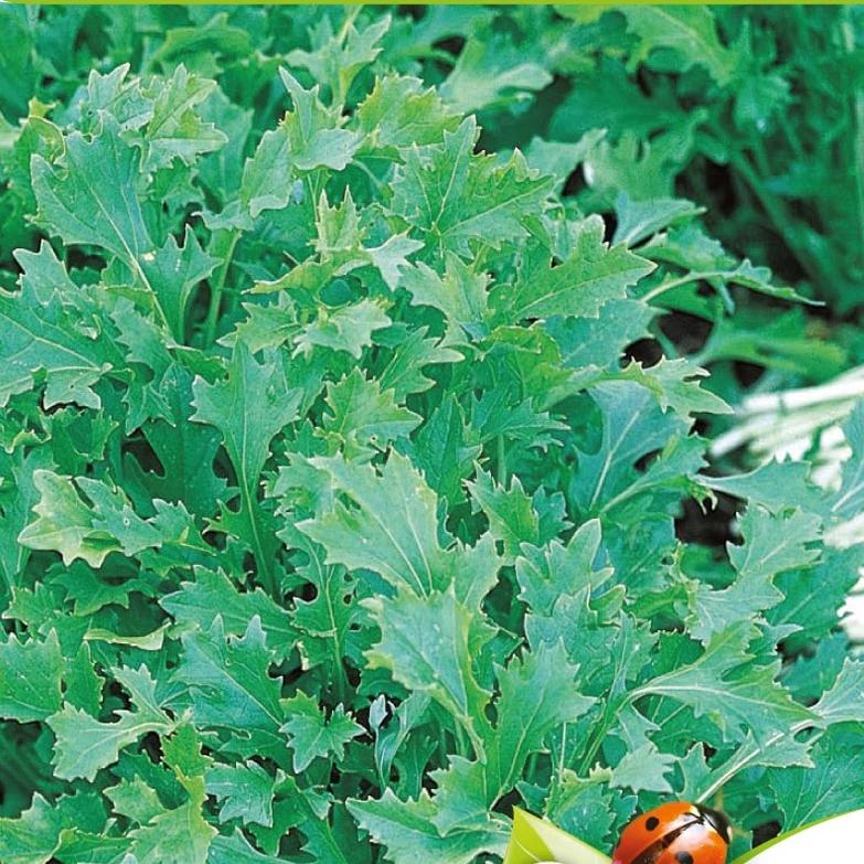 Rübensprossen, Mesophylla Namenia Bio