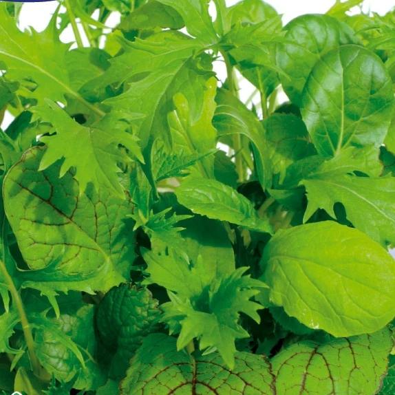 Kopfsalat in Schnittmischung Misticanza di Lattghe