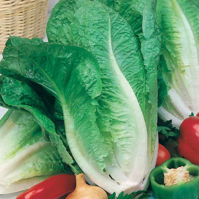Römersalat Blonde Maraîchère