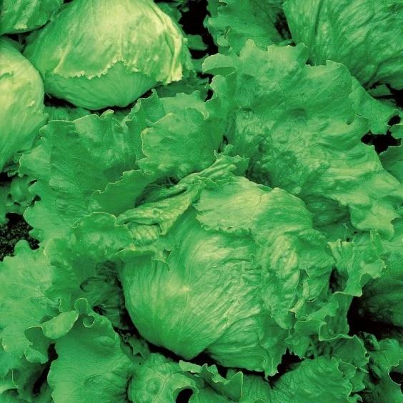 Batavia-Salat Great Lakes