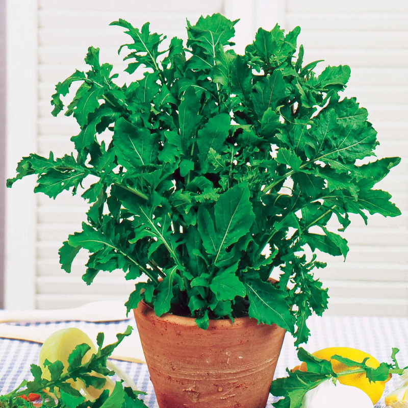 Rucola