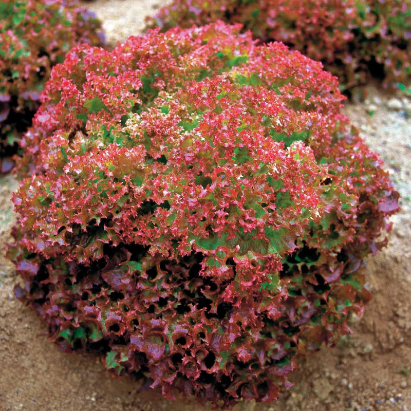 Pflücksalat Lollo Rosso
