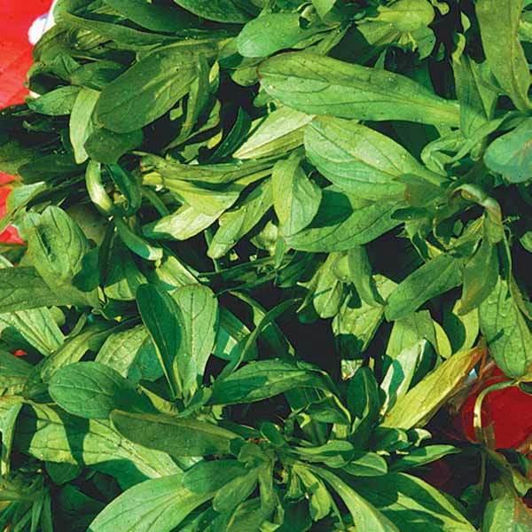 Feldsalat Bio