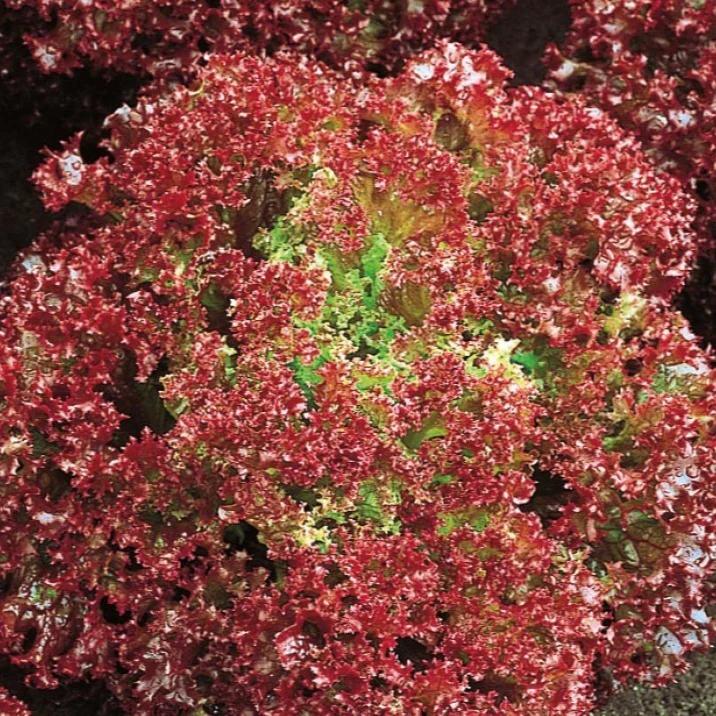 Gekräuselter Kopfsalat Lollo Rossa Bio