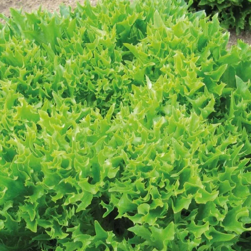 Gekräuselter Batavia-Salat Eazyleaf Skilton