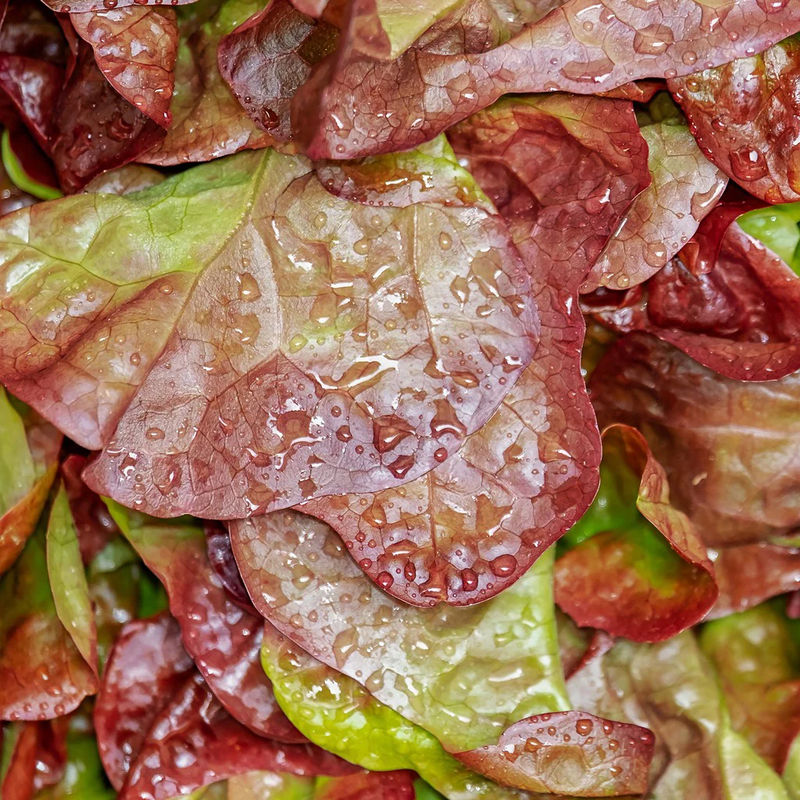 Schnittsalat Lollo Rossa BIO