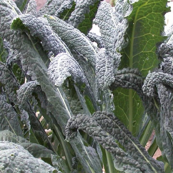 Chou Kavalier lancinate Nero di Toscana Bio
