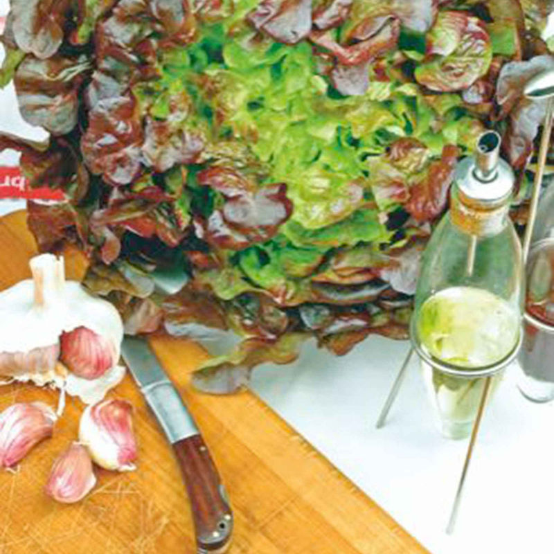 Eichblattsalat 'Red salad bowl'