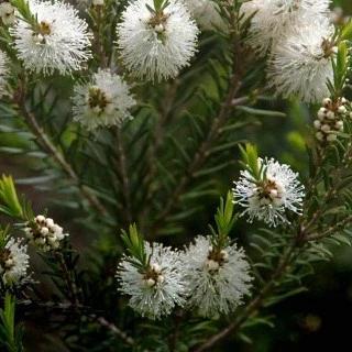 Australischer Teebaum