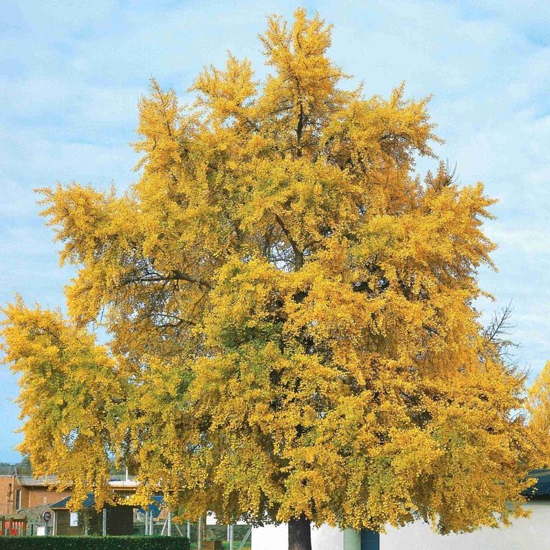Japanischer Nussbaum