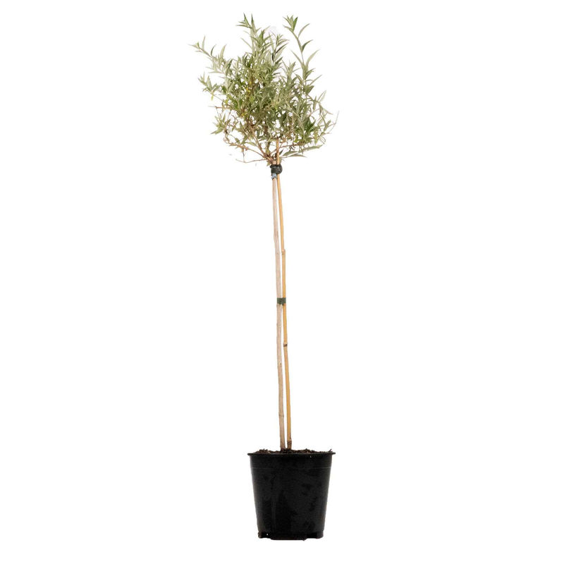 Schmetterlingsflieder 'Lavender Flow'