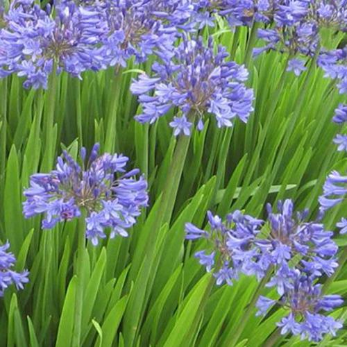 Agapanthus Peter Pan American