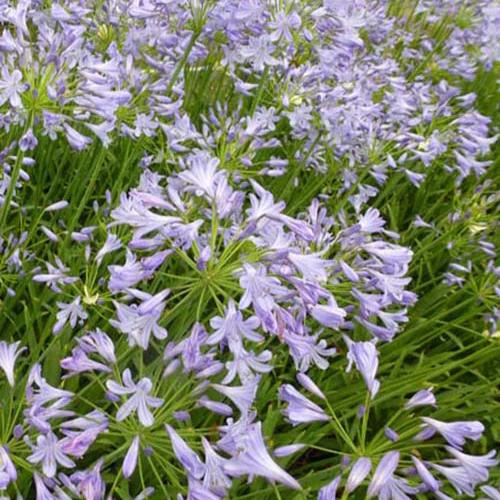 Agapanthus Doctor Brouwer