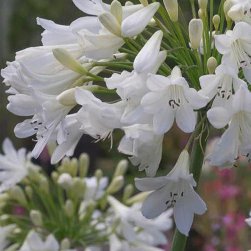 Agapanthus Artic Star