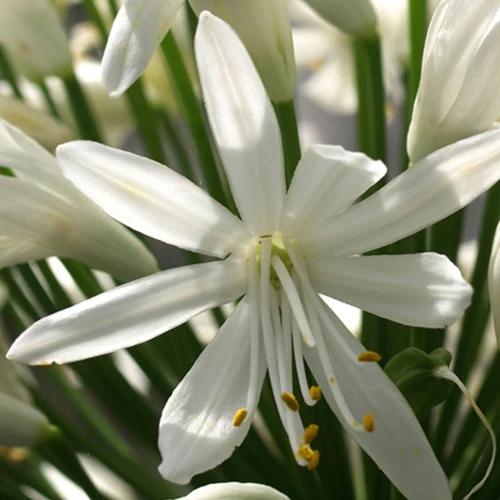 Agapanthus White Heaven