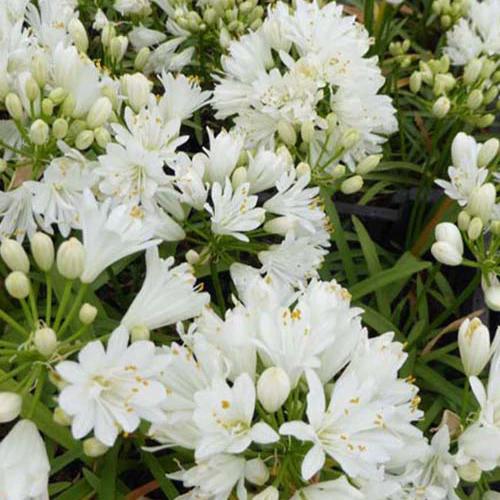 Agapanthus Doppelter Diamant
