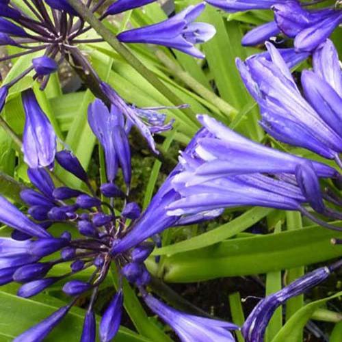 Agapanthus Navy Blue