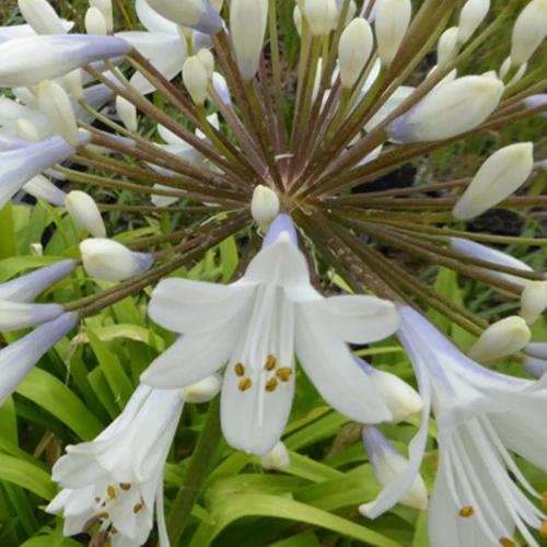 Agapanthus Enigma