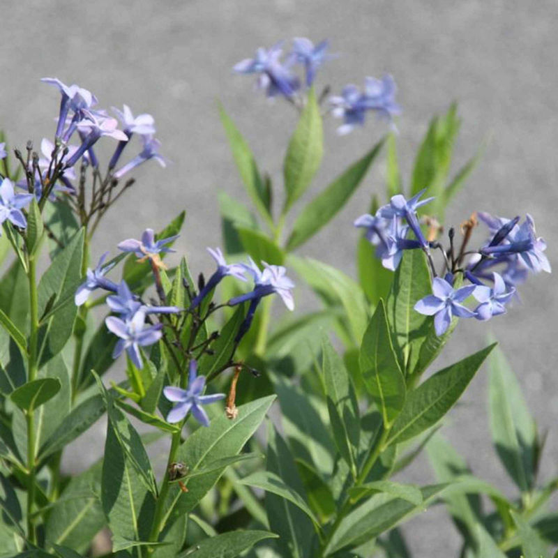 Röhrenstern 'Blue Ice'