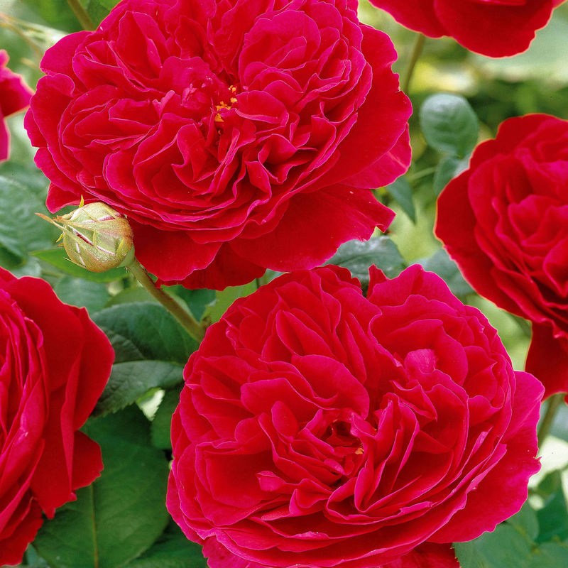 Floribunda-Rose Red Leonardo da Vinci ® Meiangele - Title:Das stück in nackte wurzel / 3+ äste