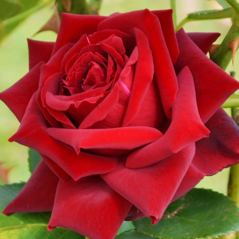 Strauchrose Grande Amore ® - Title:Der topf / 4L