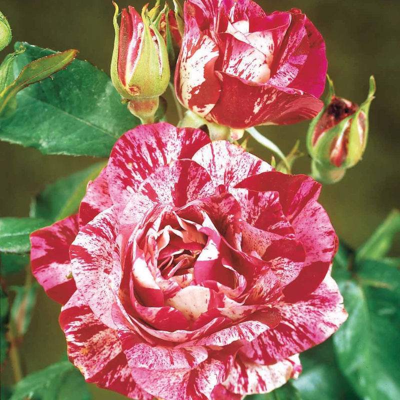 Strauchrose Candy Stripe - Title:Das stück in nackte wurzel / 3+ äste