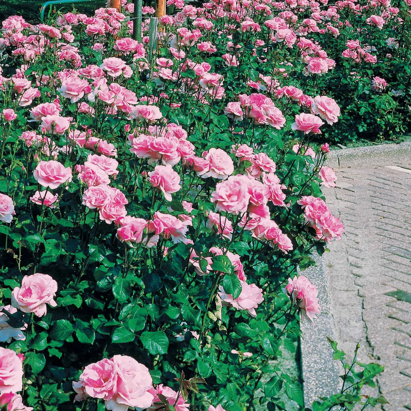 Rose Queen Elisabeth - Title:Das paket von 4 nackte wurzeln / 3 äste