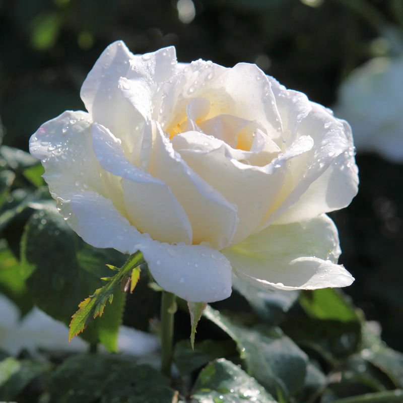 Rose White Symphony - Title:Das stück in nackte wurzel / 2+ äste