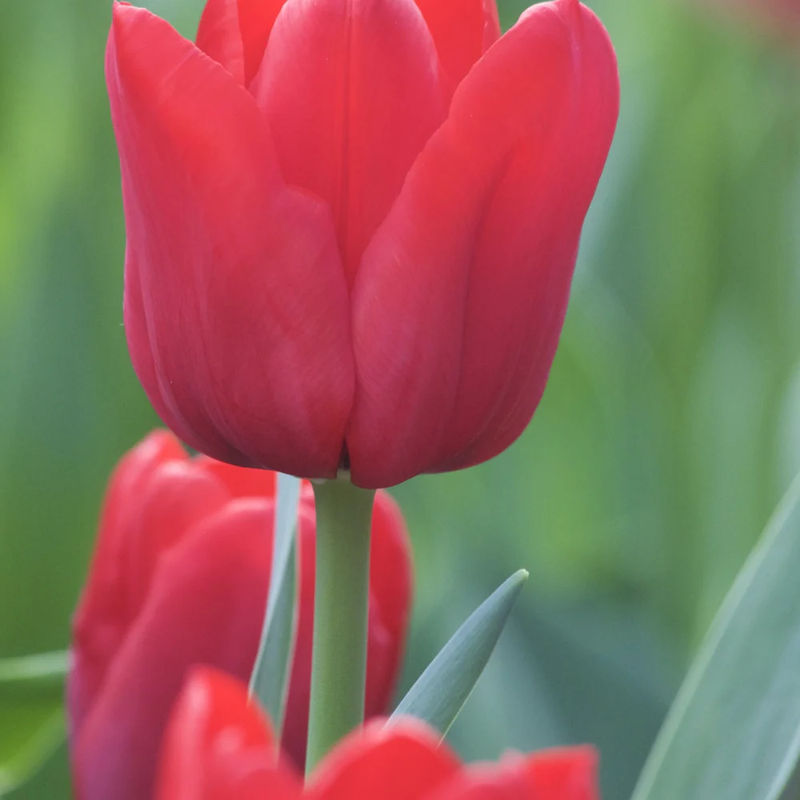 Triumph-Tulpen Ile de France