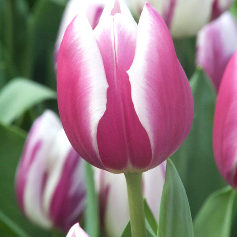 Triumph-Tulpen Synaeda Blue (x10)