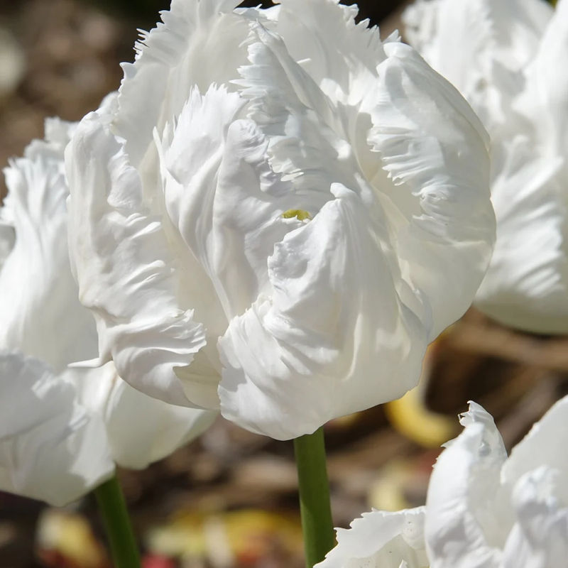 Papageien-Tulpen White Parrot (x7)