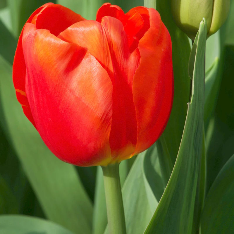 Triumph-Tulpen Cadans (x10)