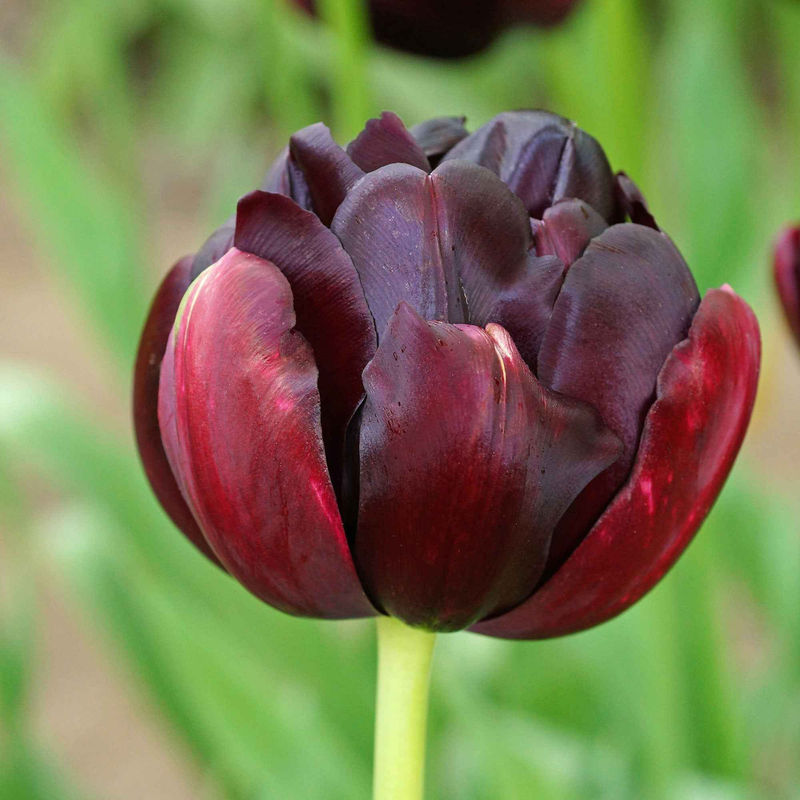 Tulpen 'Black Hero' (x10)