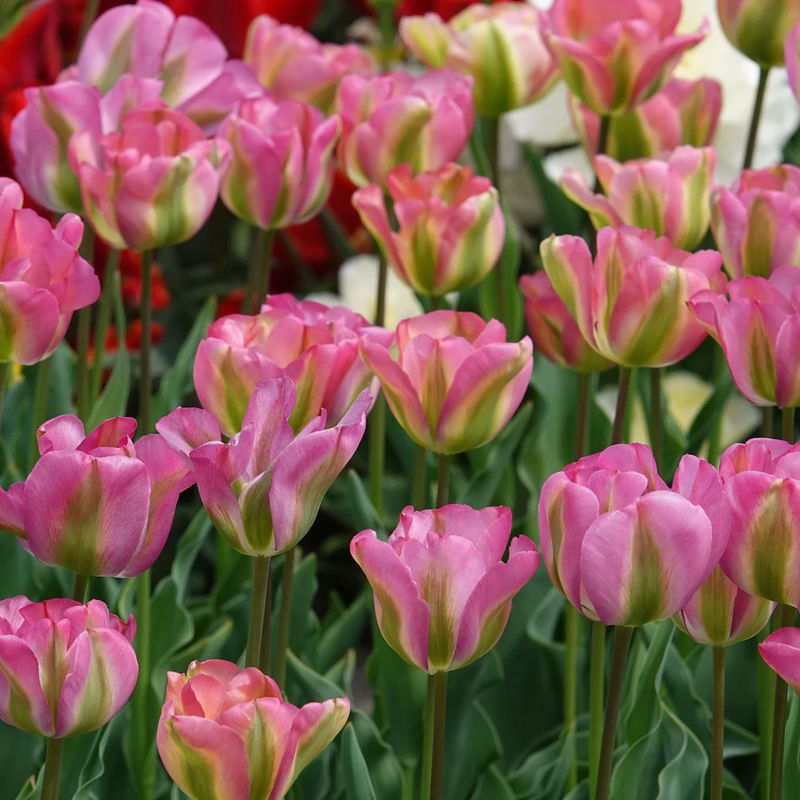 Viridiflora-Tulpen Groenland